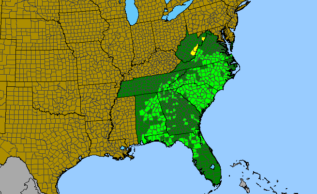 The range of Silphium compositum